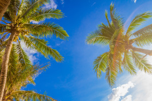 palm tree on sky background